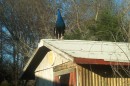 Mr Blackshoulder on the shed * 896 x 600 * (118KB)